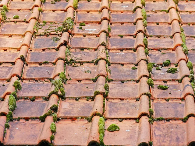 old roof, roof tiles, barn, moss, roof, brick, vegetation, mossy old, roofing, old roof, roof tiles, roof tiles, roof tiles, roof, roof, roof, roof, roof, roofing. The most lucrative pressure washing services